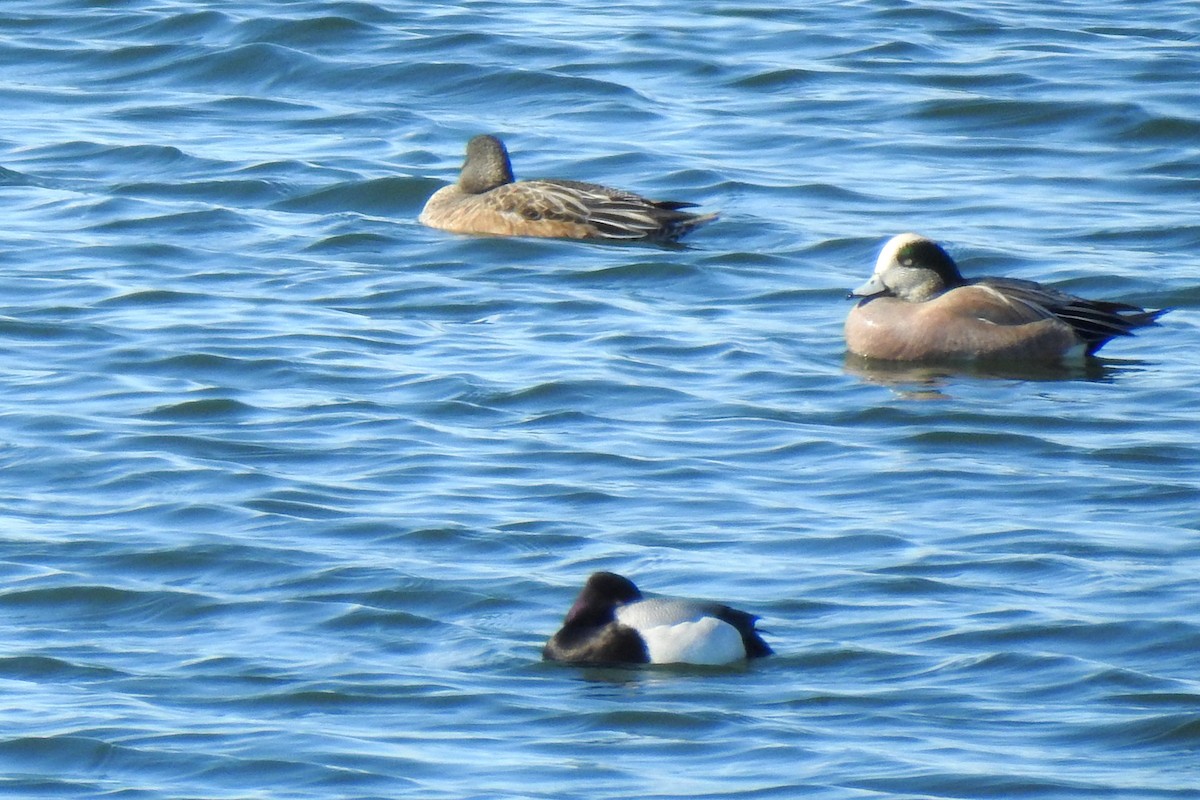 Lesser Scaup - ML145269241