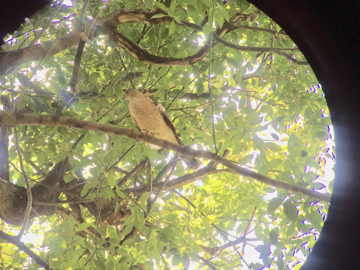 Cooper's Hawk - ML145269271
