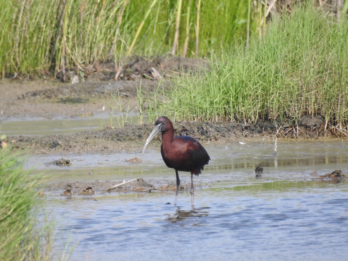 Glossy Ibis - Kay Zagst