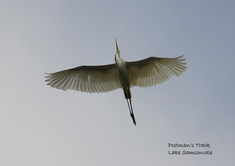 Grande Aigrette - ML145275021