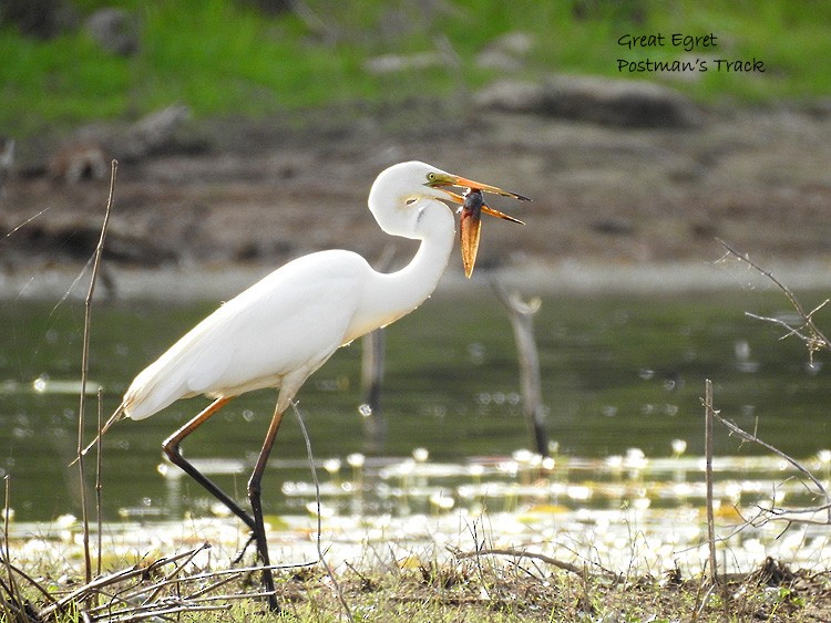 Great Egret - ML145275041