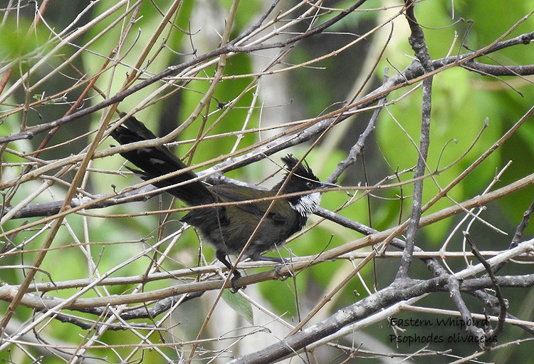 Eastern Whipbird - Marie Tarrant