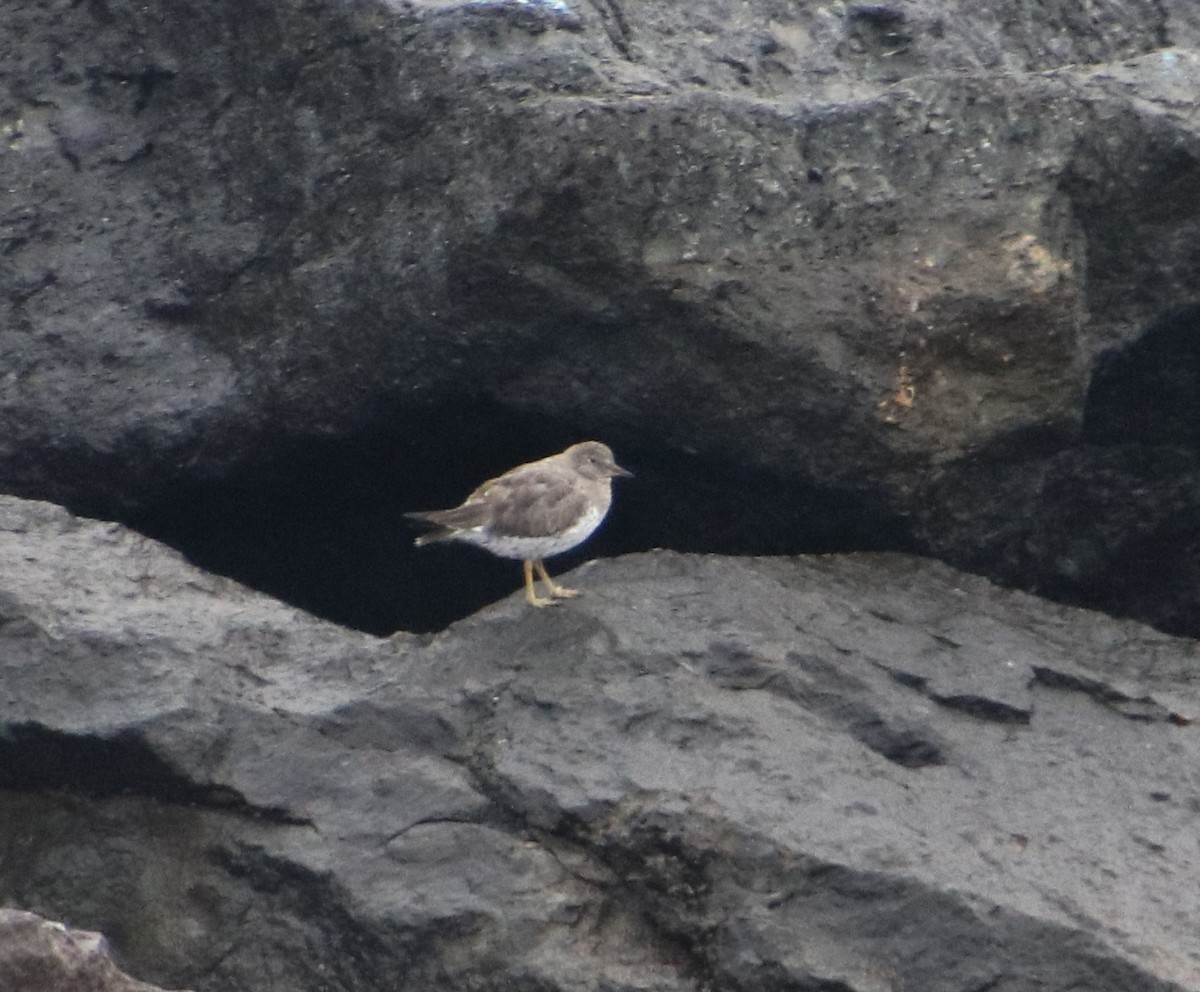 Surfbird - ML145275621