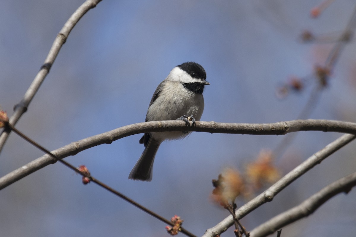 Carolina Chickadee - Michael Fuhrer