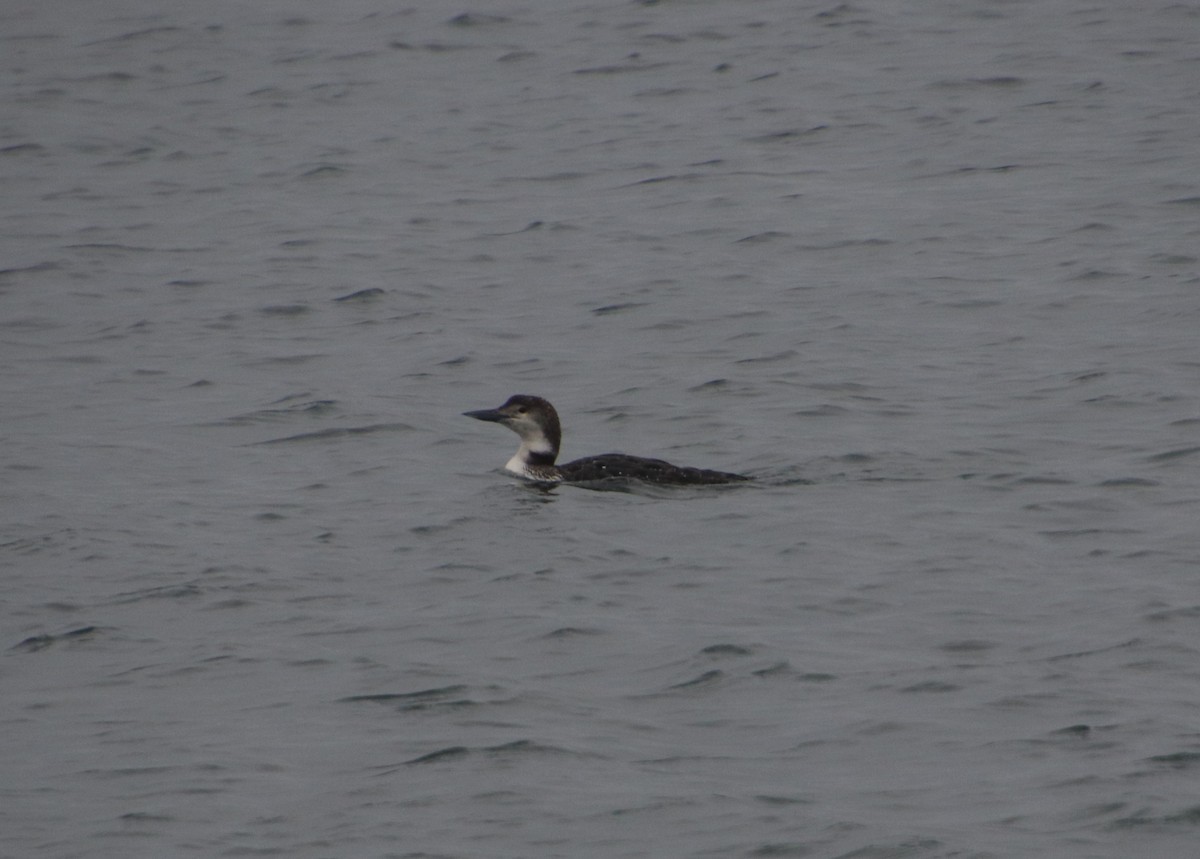 Common Loon - ML145276301