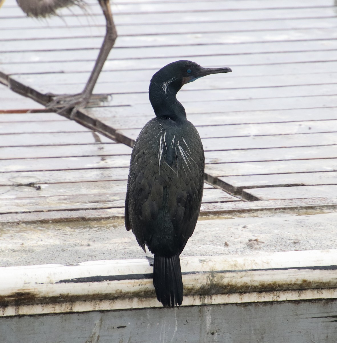 Brandt's Cormorant - ML145277821