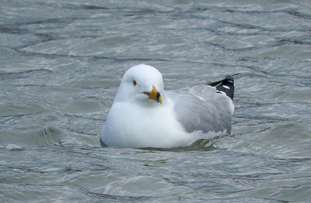 Ring-billed Gull - Mary Brown