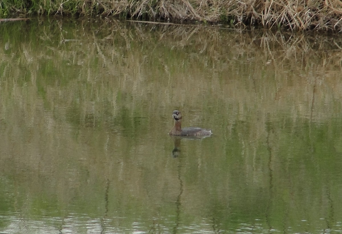 Pied-billed Grebe - ML145278991