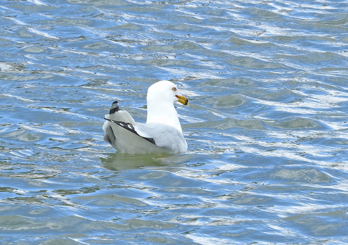 Ring-billed Gull - Mary Brown