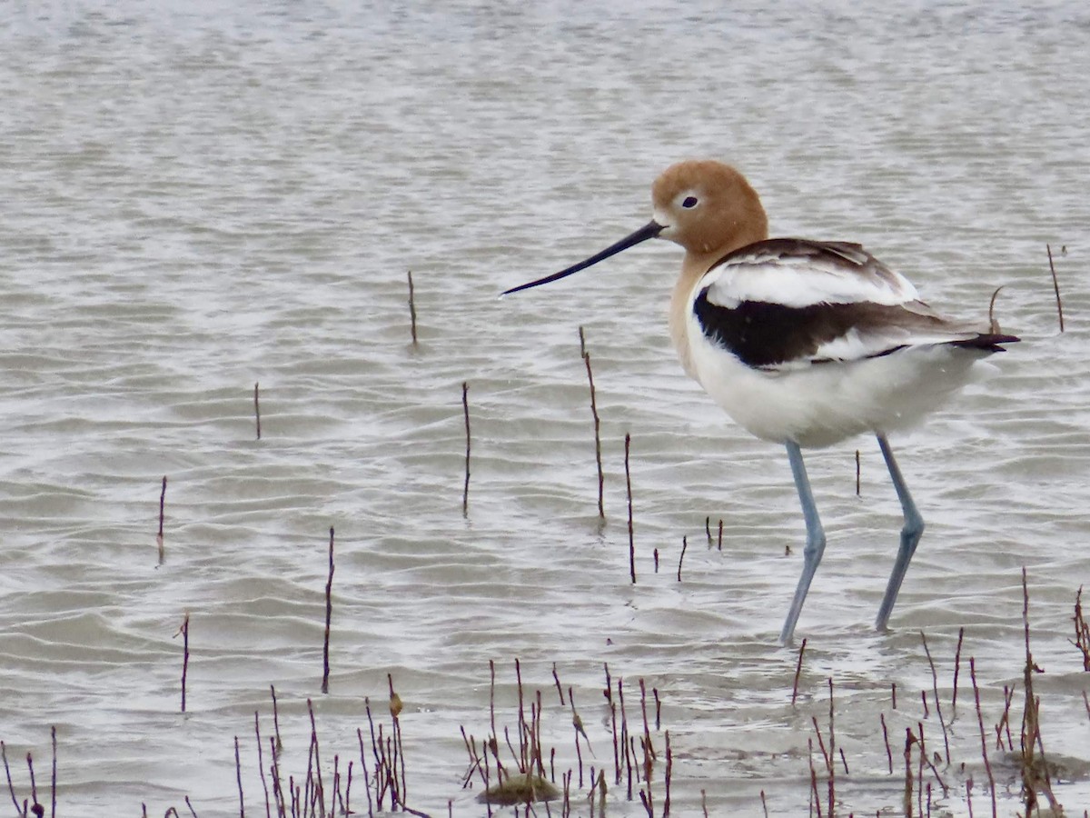 American Avocet - ML145280411