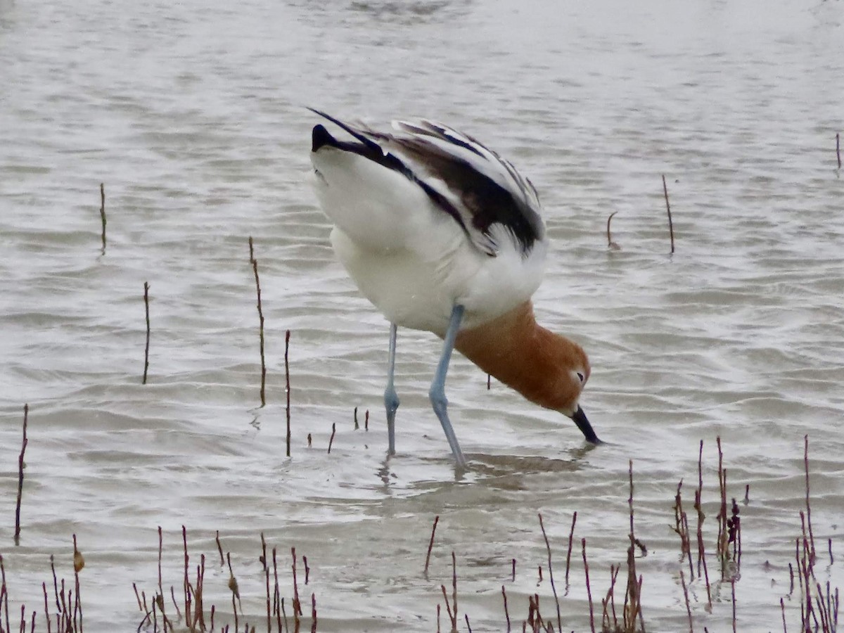 American Avocet - ML145280421