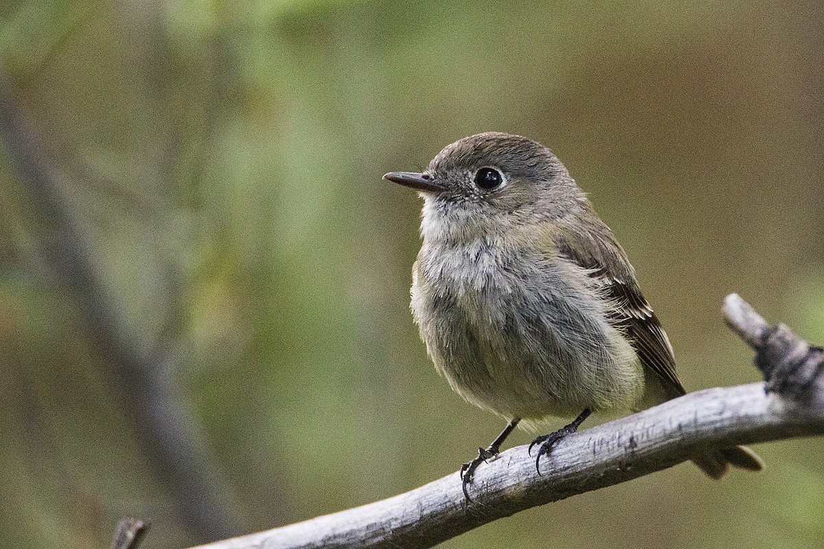 Hammond's Flycatcher - Gerald Romanchuk