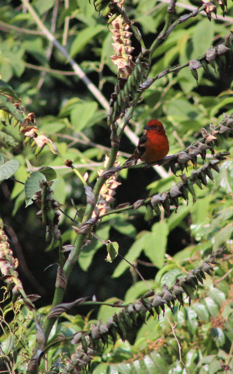 Flame-colored Tanager - ML145282121