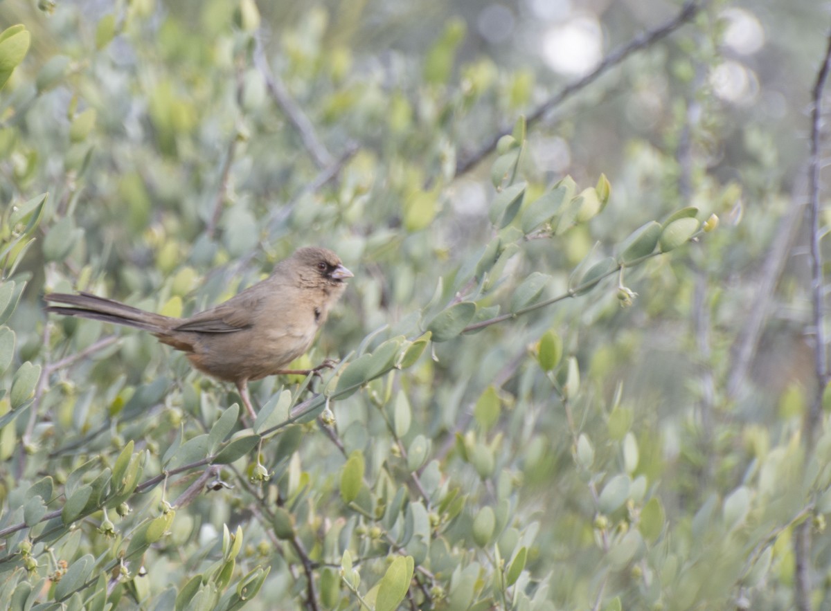 Abert's Towhee - ML145283591