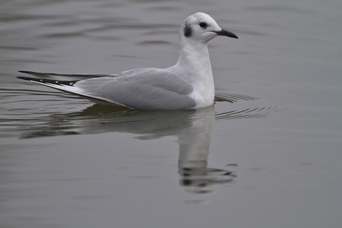 Bonaparte's Gull - Gina Sheridan