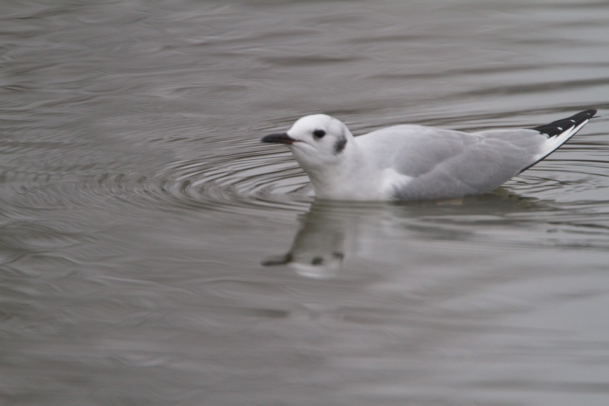 Bonaparte's Gull - Gina Sheridan