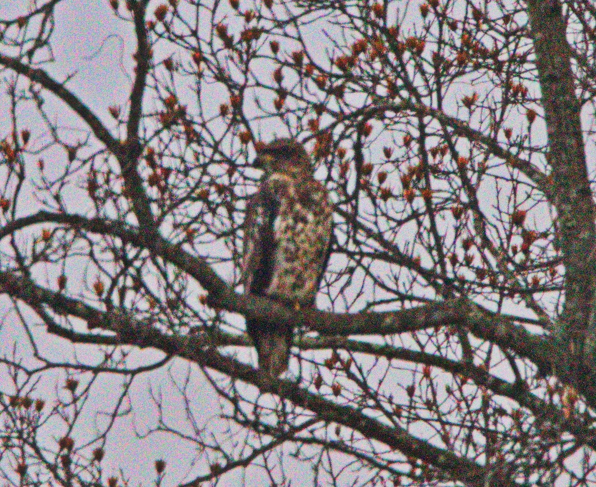 Red-shouldered Hawk - Gina Sheridan