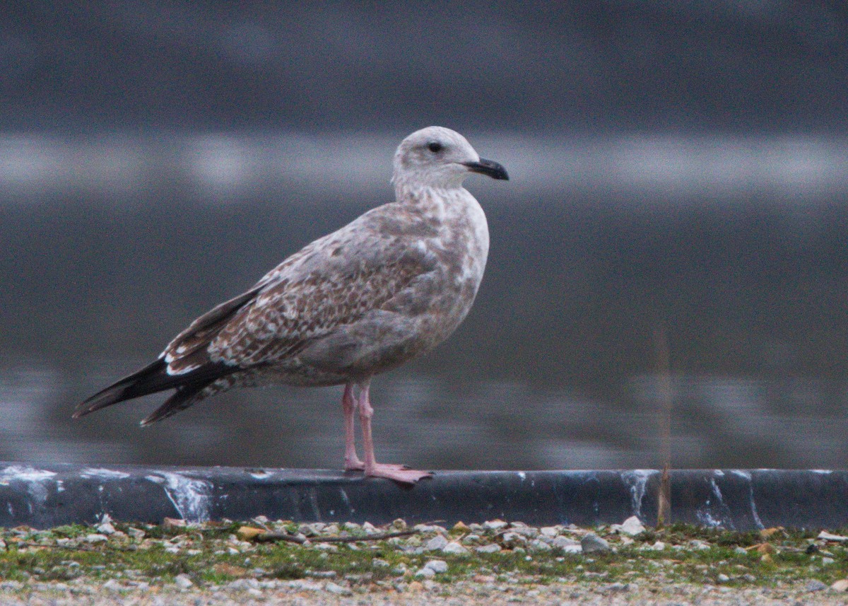 Herring Gull - ML145284631