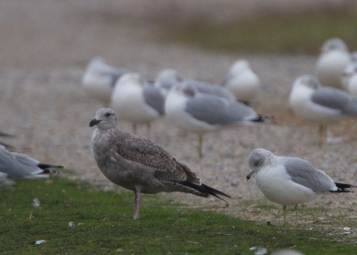 Ring-billed Gull - ML145284731