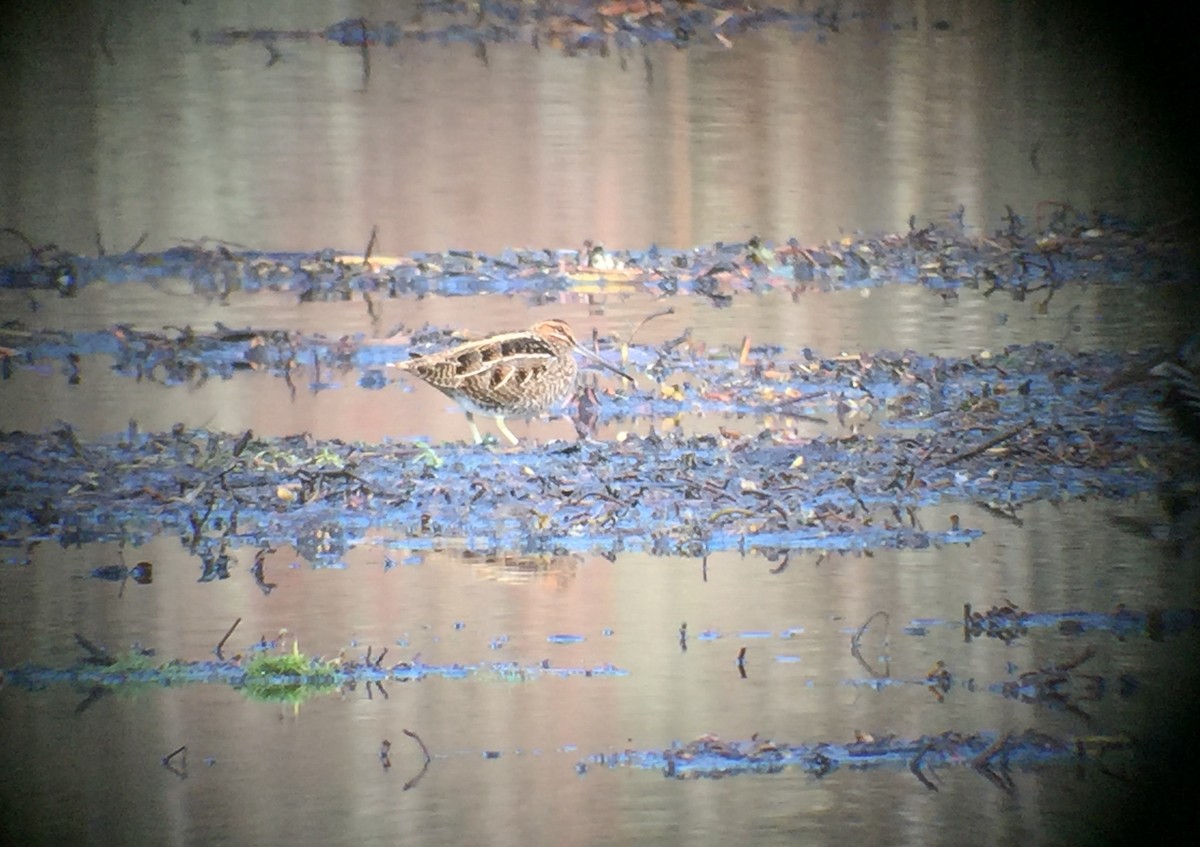 Wilson's Snipe - ML145286331