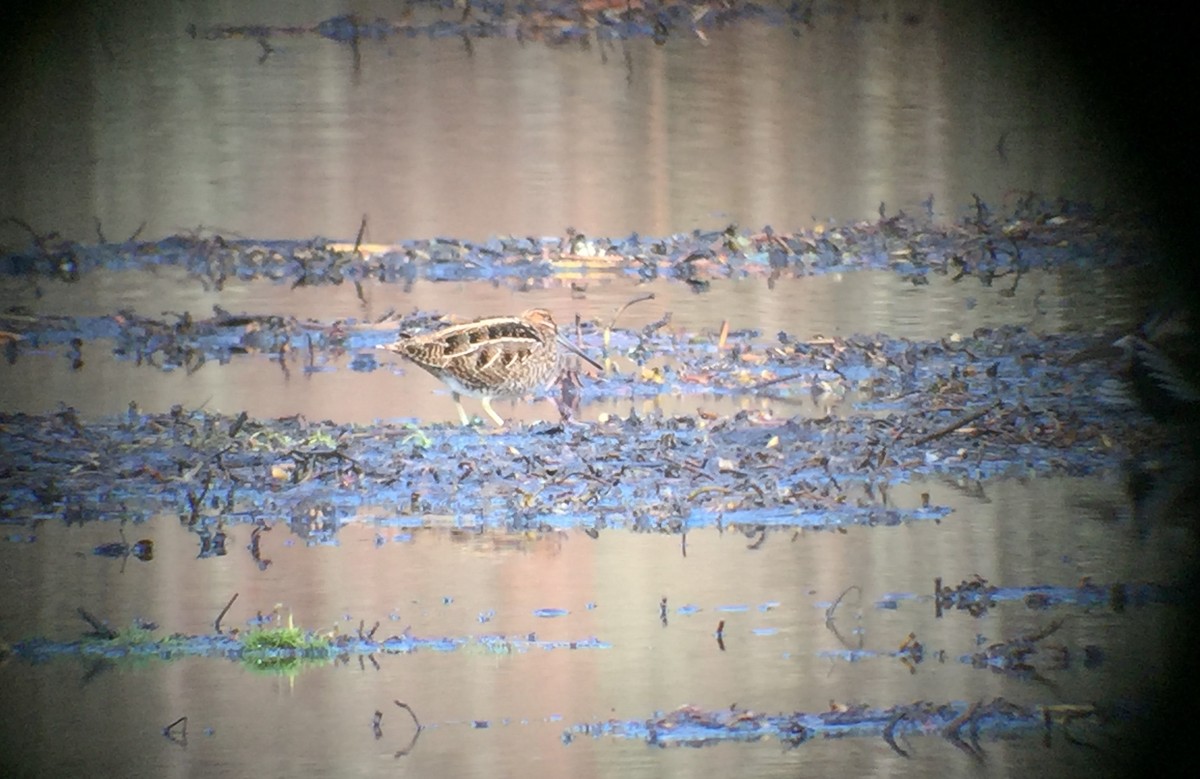 Wilson's Snipe - ML145286341