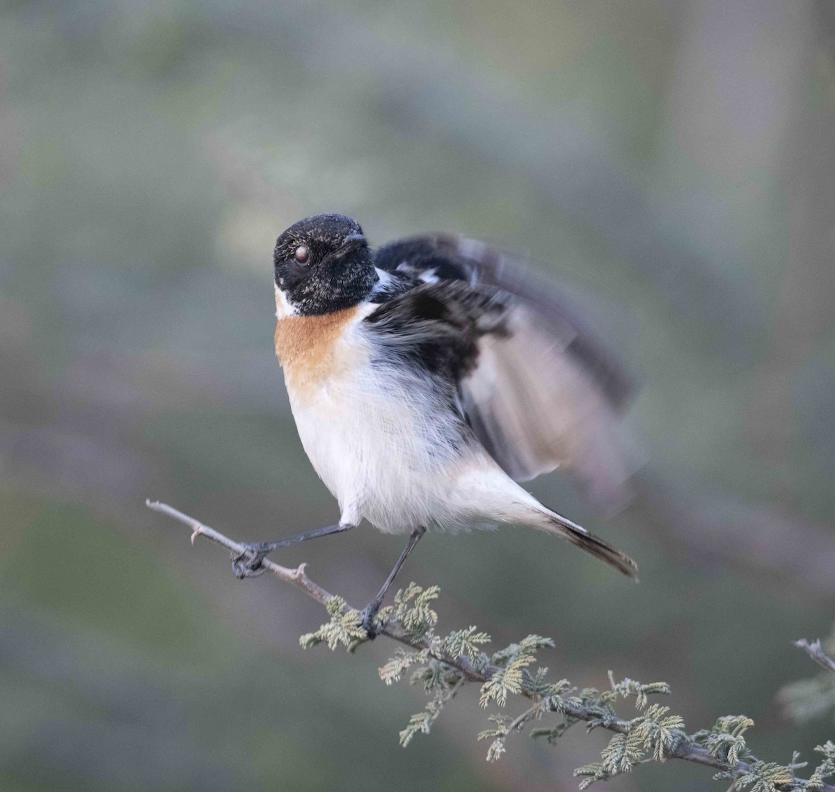 Siberian Stonechat - ML145287161