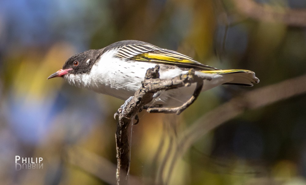 Painted Honeyeater - ML145287351