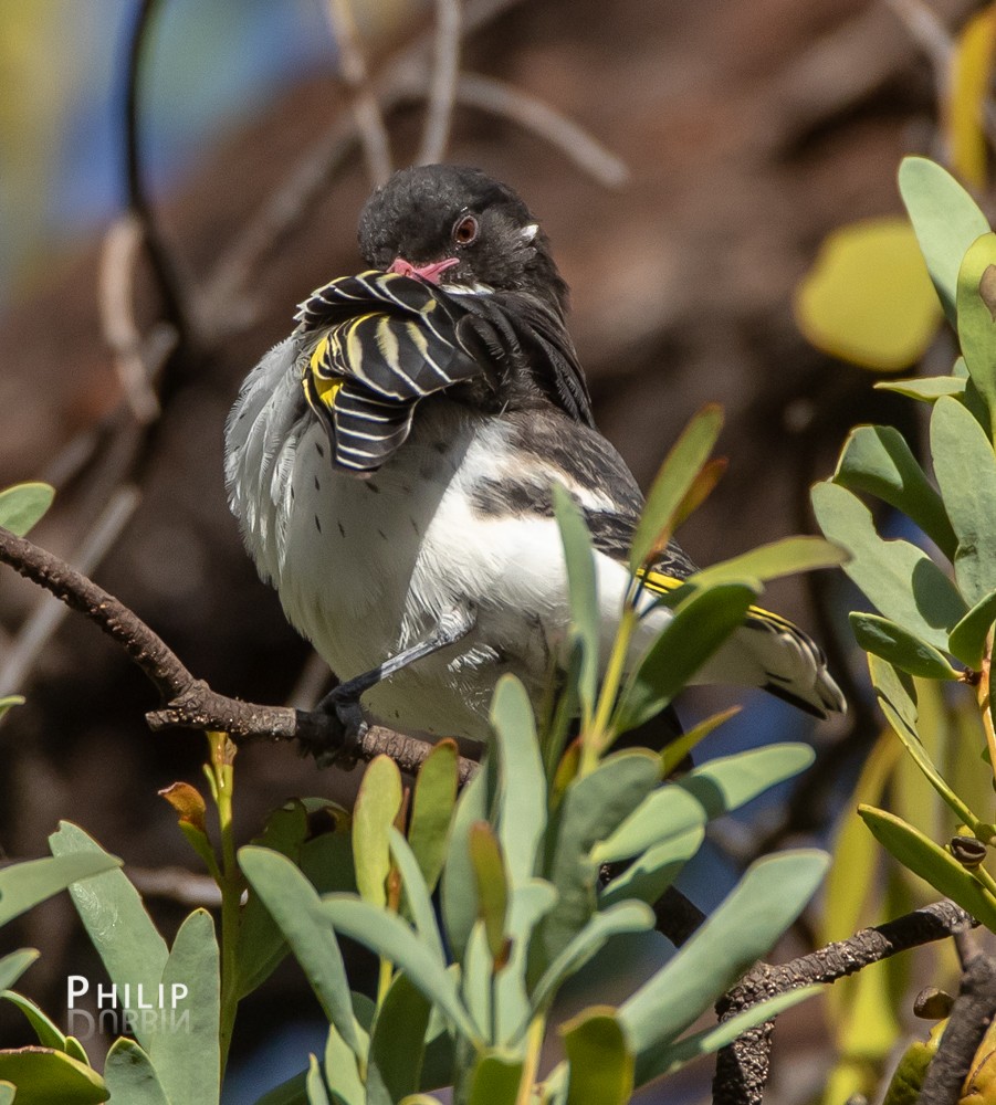 Painted Honeyeater - ML145287391