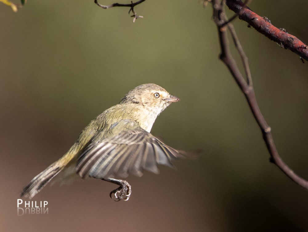 Weebill - ML145287501