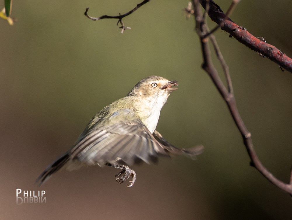 Weebill - ML145287521