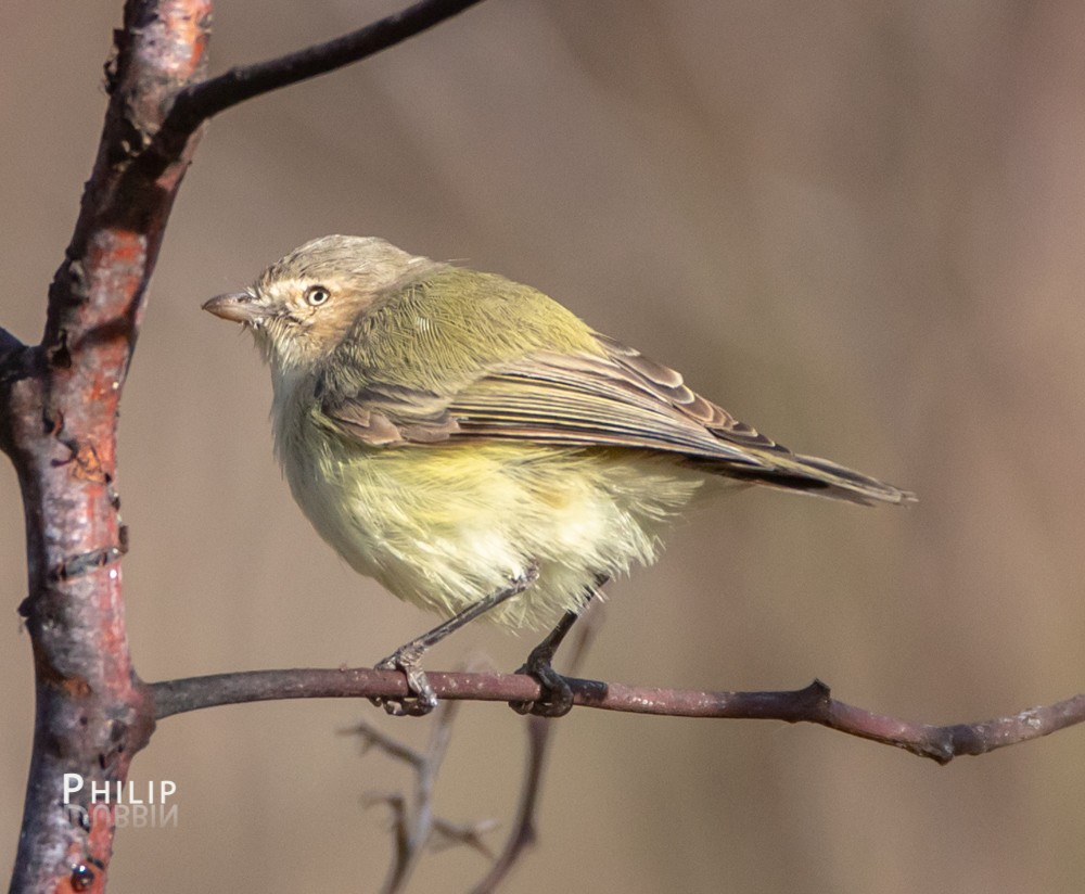 Weebill - ML145287531