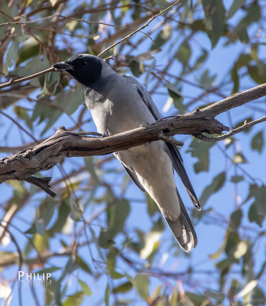 Black-faced Cuckooshrike - ML145287551