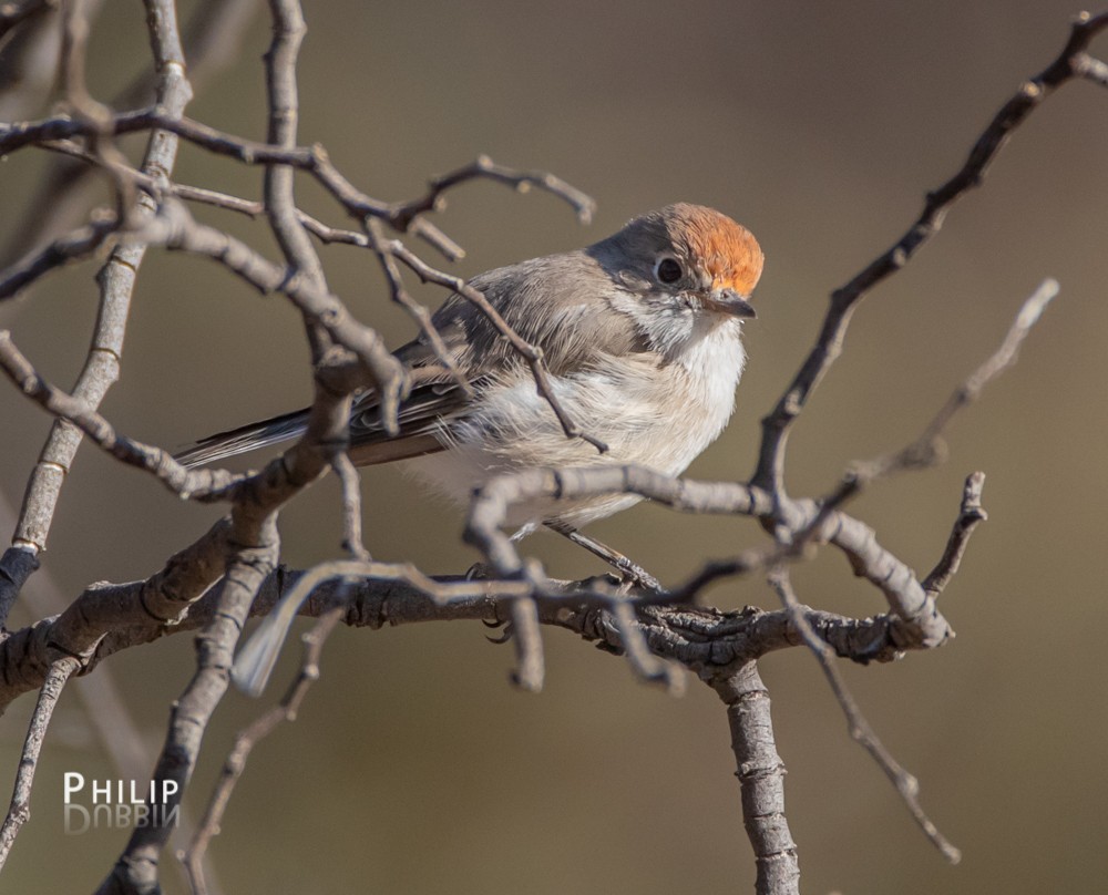 Red-capped Robin - ML145287571