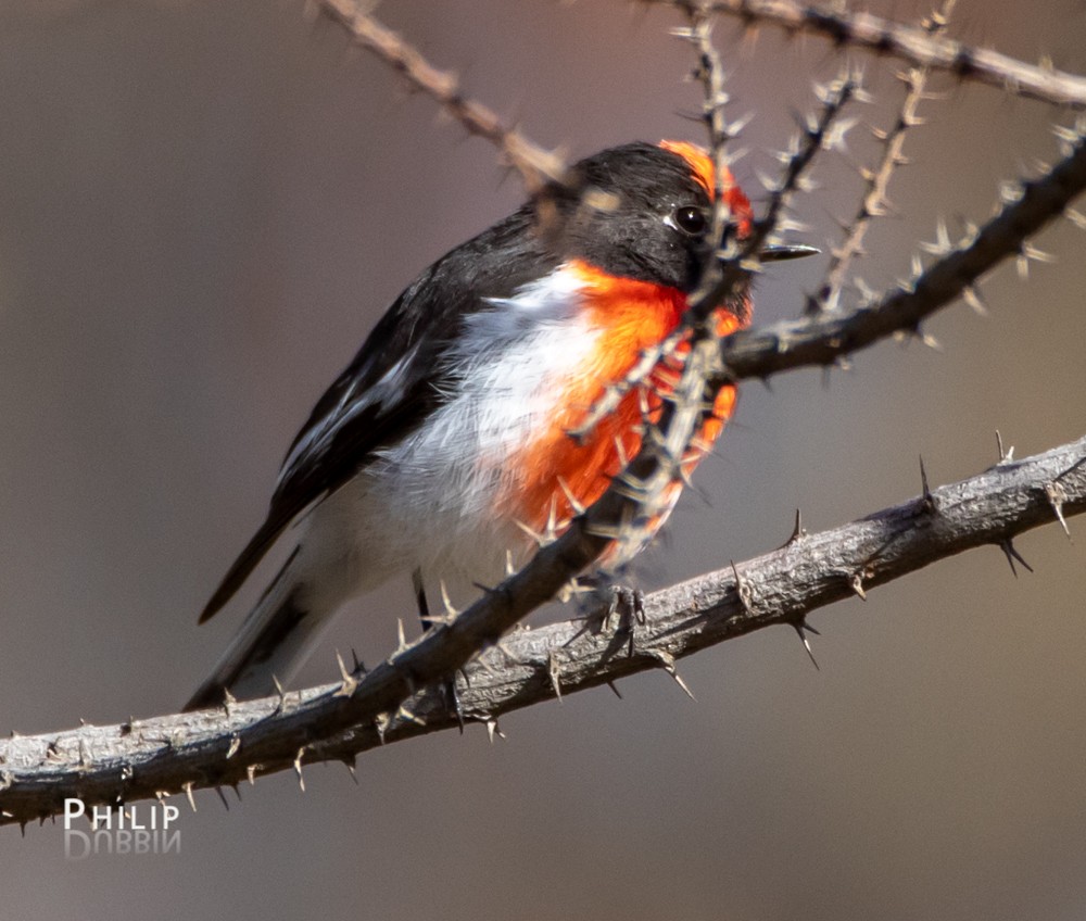 Red-capped Robin - ML145287611