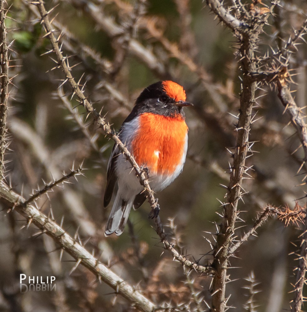 Red-capped Robin - ML145287641