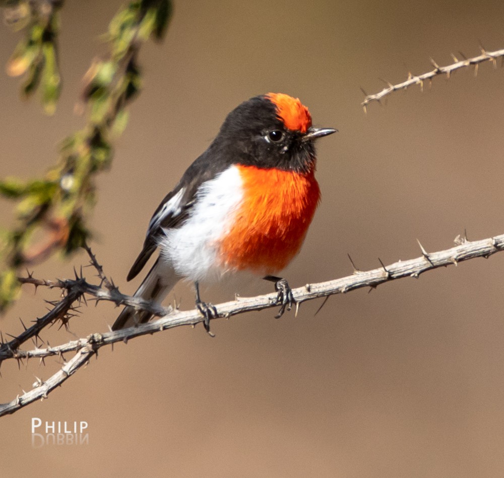 Red-capped Robin - ML145287651