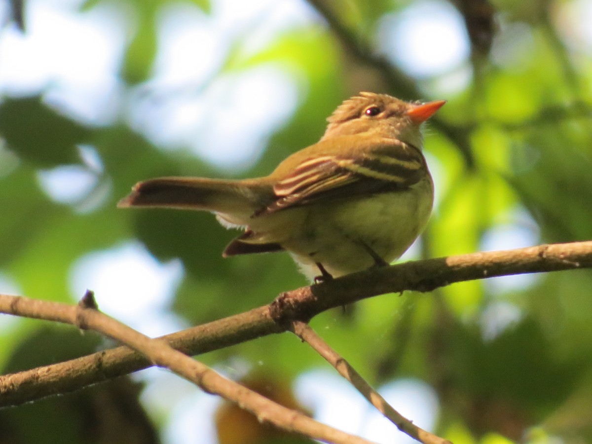 Acadian Flycatcher - ML145287951