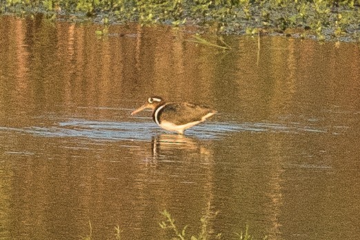 Greater Painted-Snipe - ML145288481