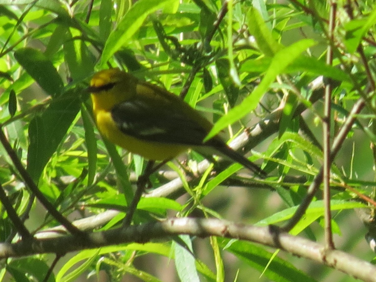 סבכון כחול-כנף - ML145289511