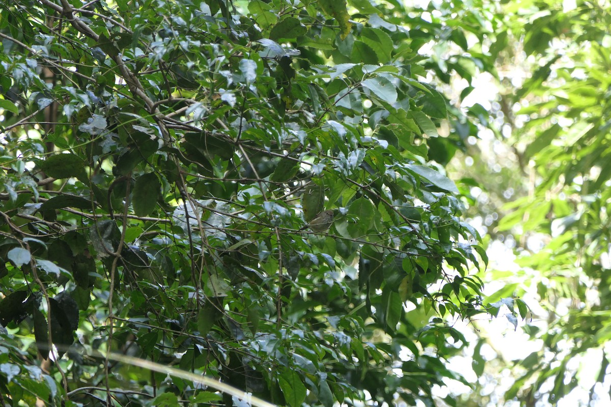 Brown Thornbill - ML145289671