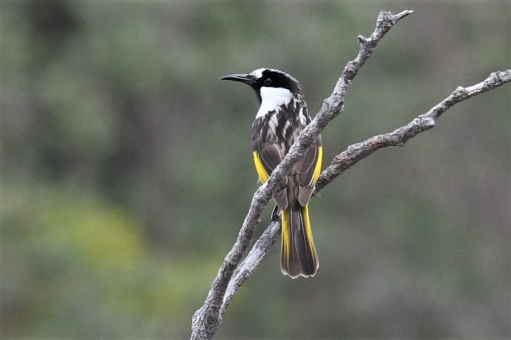 White-cheeked Honeyeater - ML145290081