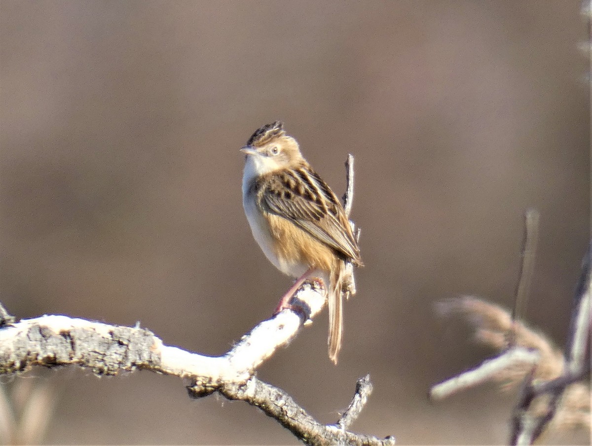 Zitting Cisticola - ML145290111