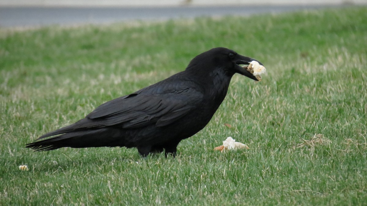 Common Raven - Mark  Anthony