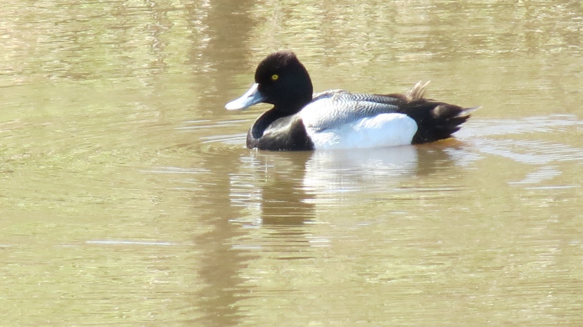 Lesser Scaup - ML145292441