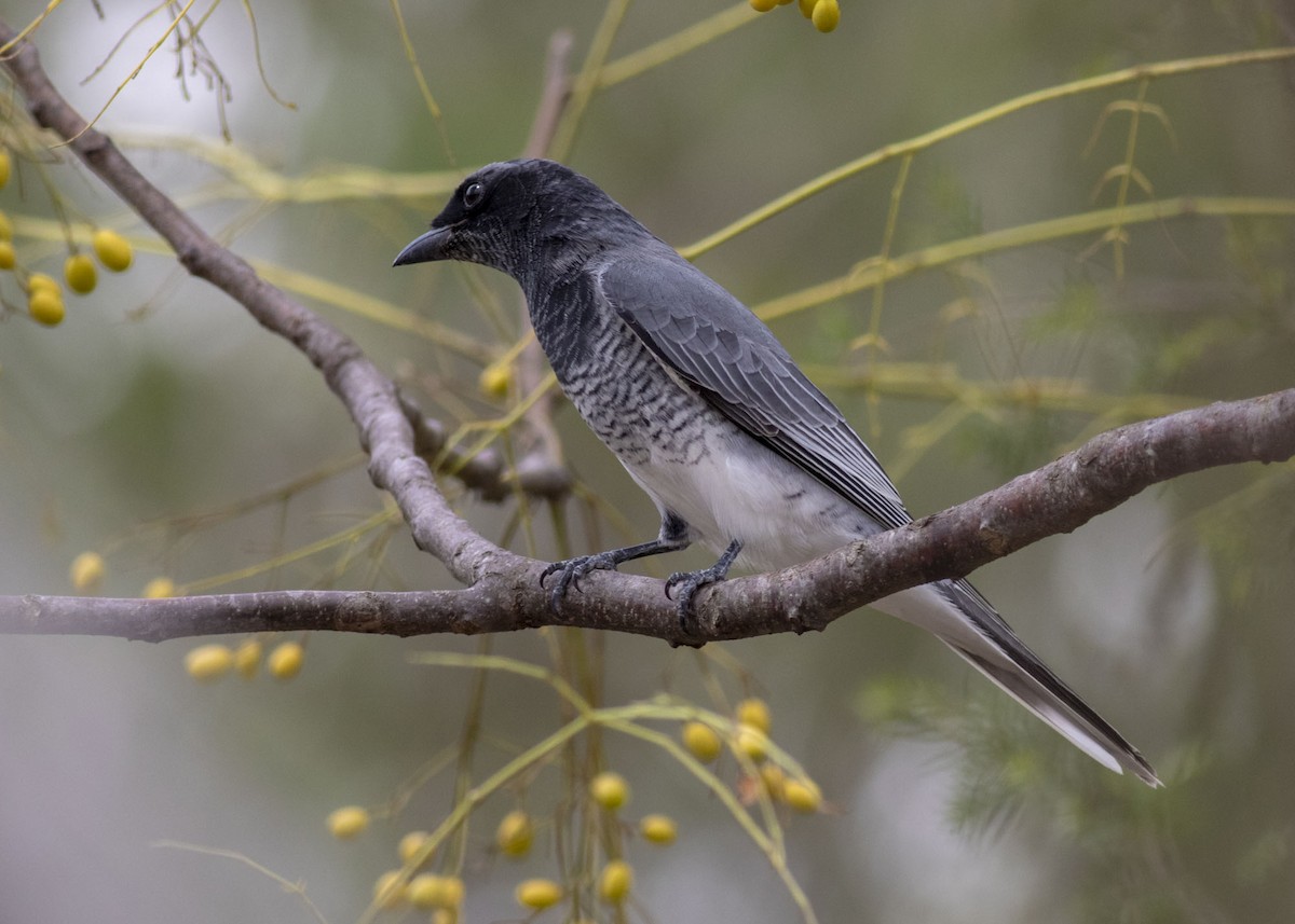 White-bellied Cuckooshrike - Stephen Murray