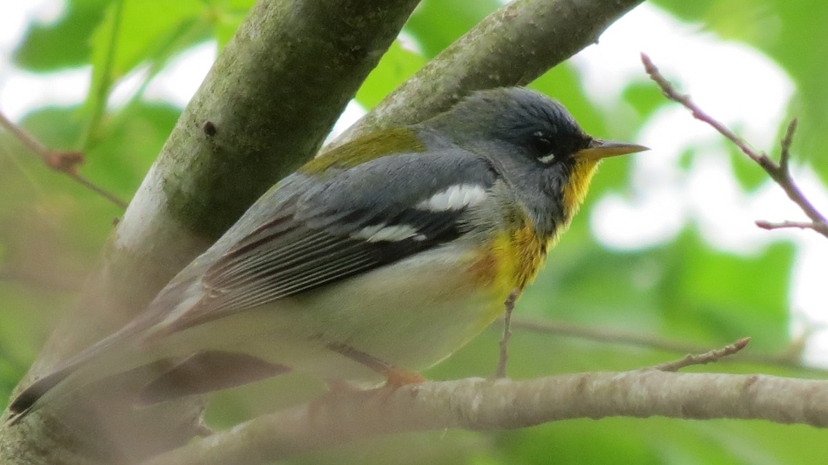 Northern Parula - ML145293151