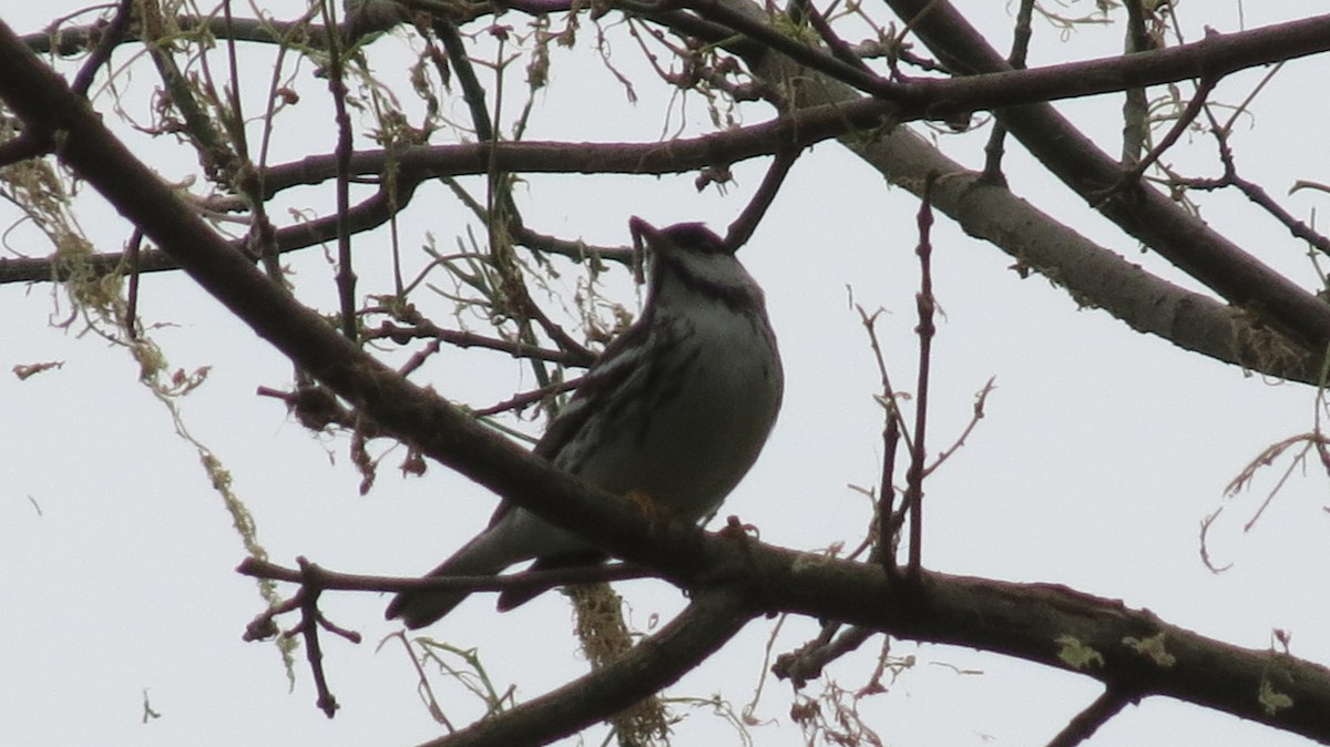 Blackpoll Warbler - ML145293261