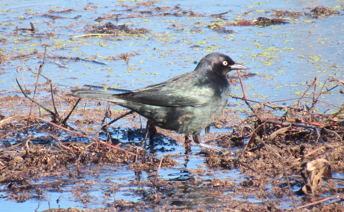 Brewer's Blackbird - ML145293281