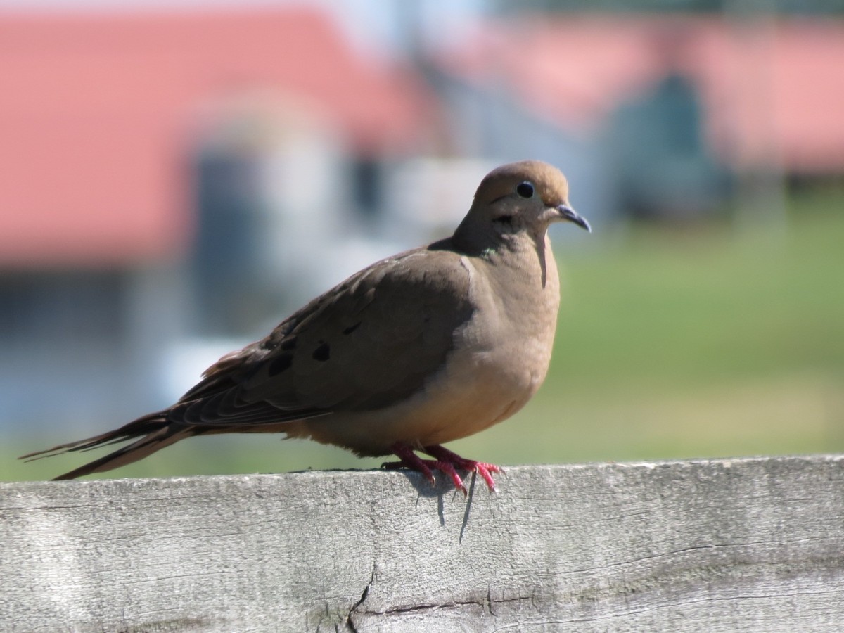 Mourning Dove - ML145293771