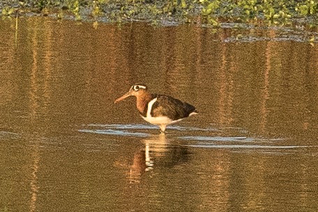 Greater Painted-Snipe - ML145294441